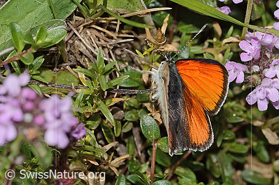 Foto: Lilagold-Feuerfalter (Lycaena hippothoe eurydame) auf Frühblühendem Thymian (Thymus praecox ssp. praecox). Männchen. Flügel wenig geöffnet. Ansicht von hinten oben.