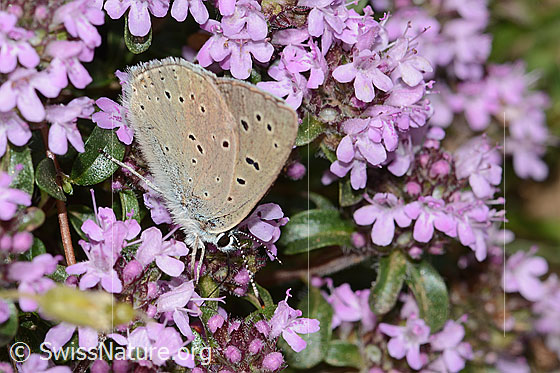 Foto: Lilagold-Feuerfalter (Lycaena hippothoe eurydame) auf Frühblühendem Thymian (Thymus praecox ssp. praecox). Männchen. Flügel geschlossen. Ansicht von seitlich oben.