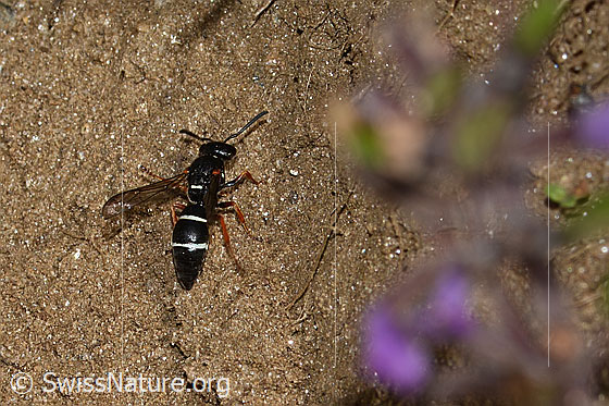 Stenodynerus punctifrons (Solitäre Faltenwespe)