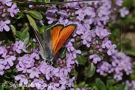 Foto: Lilagold-Feuerfalter (Lycaena hippothoe eurydame) auf Frühblühendem Thymian (Thymus praecox ssp. praecox). Männchen. Flügel halb geöffnet. Ansicht von vorne oben.