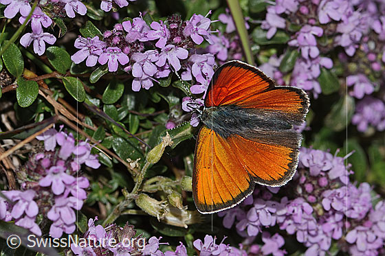 Foto: Lilagold-Feuerfalter (Lycaena hippothoe eurydame) auf Frühblühendem Thymian (Thymus praecox ssp. praecox). Männchen. Flügel geöffnet. Ansicht von oben.