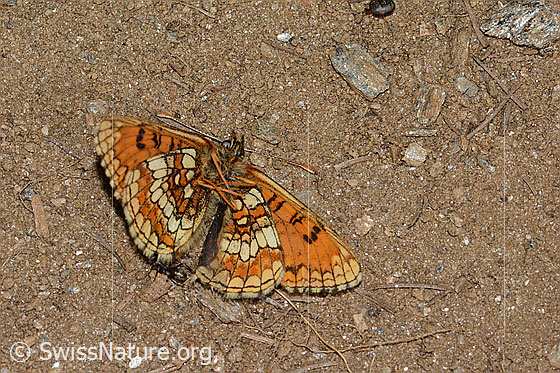 Foto: Wahrscheinlich Wachtelweizen-Scheckenfalter (Melitaea athalia). Totes Exemplar. Ansicht von unten.