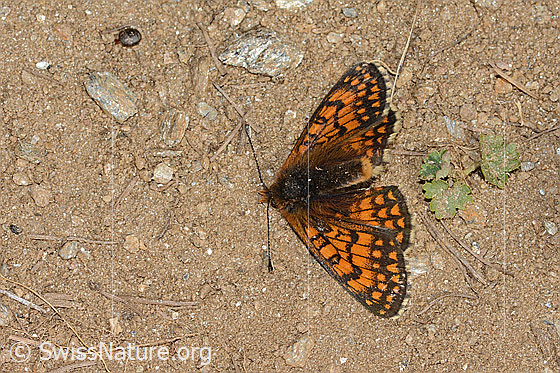 Foto: Wahrscheinlich Wachtelweizen-Scheckenfalter (Melitaea athalia). Totes Exemplar. Ansicht von oben.