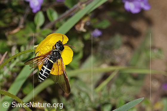 Megalodontes cephalotes (Wasp) on flower