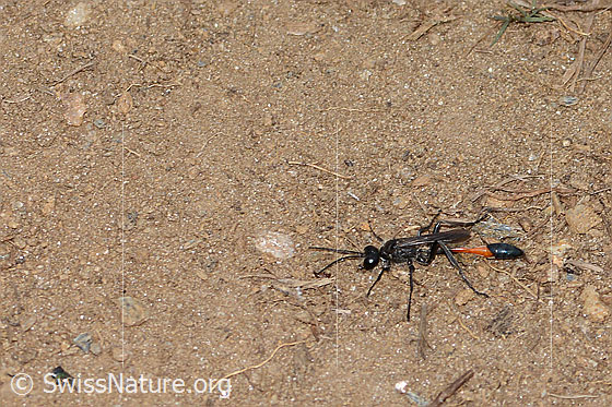 Photo: Ammophila sabulosa. Length 22mm. Female. View from the side above.