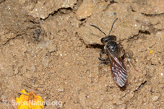 Foto: Sphecodes gibbus (Blutbiene). Länge 13mm. Weibchen. Ansicht von oben.