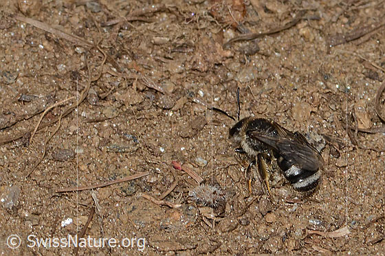 Foto: Wahrscheinlich Weissbinden-Schmalbiene (Lasioglossum leucozonium). Länge 7mm. Weibchen. Ansicht von seitlich hinten.