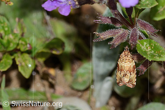Photo: Probably Celypha lacunana. Wings closed. View from above.