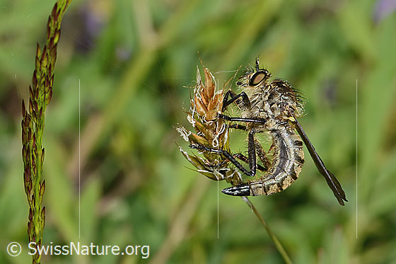 Photo: Didysmachus picipes. Length 14 - 18mm. Female. View from the side.