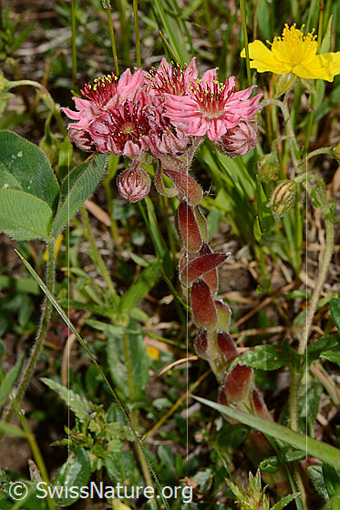 Foto: Spinnweb-Hauswurz (Sempervivum arachnoideum). Ganze Pflanze (Habitus).