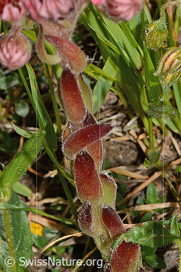 Foto: Spinnweb-Hauswurz (Sempervivum arachnoideum). Stängel.
