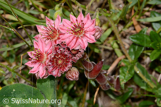 Foto: Spinnweb-Hauswurz (Sempervivum arachnoideum). Blüten.