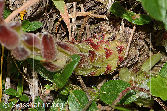 Foto: Spinnweb-Hauswurz (Sempervivum arachnoideum). Stängel.