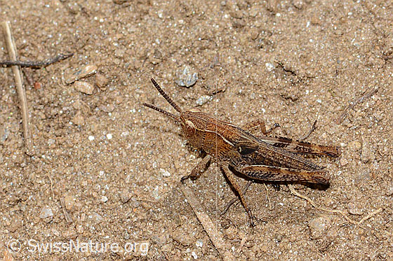 Foto: Sibirische Keulenschrecke (Gomphocerus sibiricus). Länge 12mm. Nymphenstadium 3. Ansicht von seitlich oben.