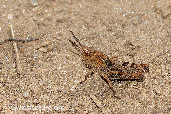 Foto: Sibirische Keulenschrecke (Gomphocerus sibiricus). Länge 12mm. Nymphenstadium 3. Ansicht von der Seite.