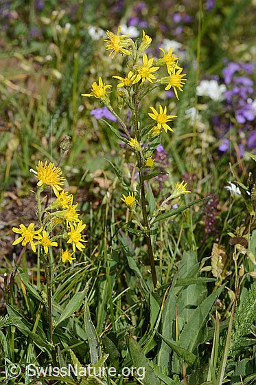 Foto: Alpen-Goldrute (Solidago virgaurea ssp. minuta). Ganze Pflanze (Habitus). Höhe = 19cm.