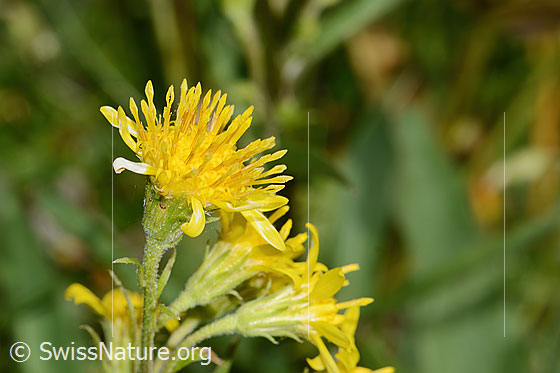 Photo: Solidago virgaurea ssp. Minuta. Blossom.
