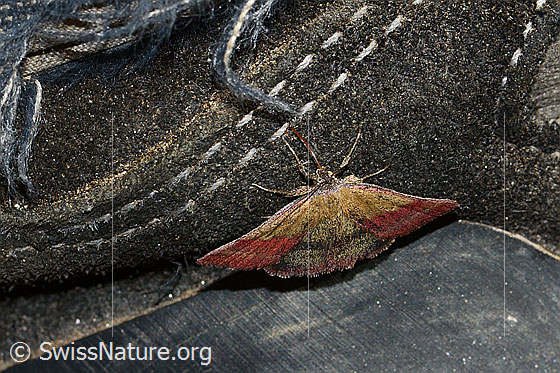 Photo: Phytometra viridaria. View from top front.