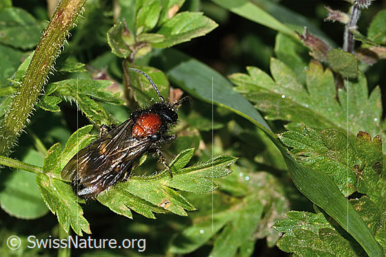 Foto: Grosse Spinnenameise (Mutilla europaea). Länge 10 - 17mm. Männchen. Ansicht von oben.