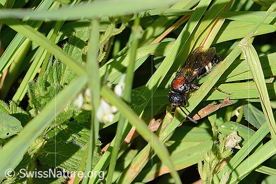 Foto: Grosse Spinnenameise (Mutilla europaea). Länge 10 - 17mm. Männchen. Ansicht von vorne oben. 