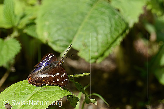 Photo: Apatura iris. Wings open. View from the side.