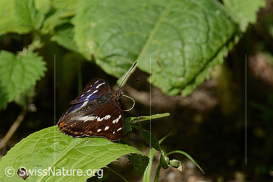 Photo: Apatura iris. Wings open. The proboscis can be seen almost in its full length. View from the side.