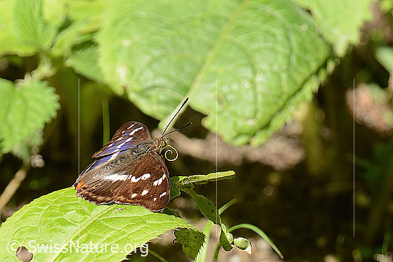Photo: Apatura iris. Wings open. The coiled proboscis is clearly visible. View from the side.
