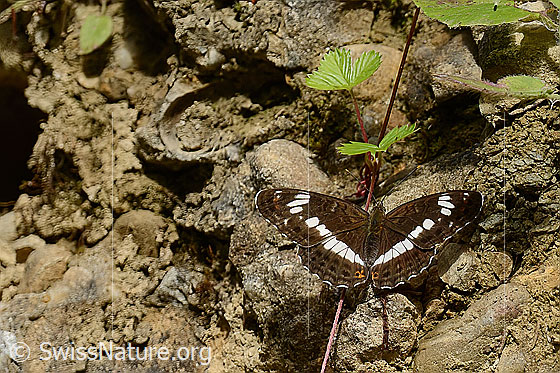 Photo: Apatura iris. Wings open. View from above.