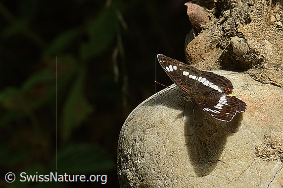 Foto: Grosser Schillerfalter (Apatura iris). Flügel geöffnet. Ansicht von schräg vorne.