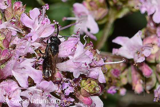 Foto: Wahrscheinlich Gewöhnliche Maskenbiene (Hylaeus communis) auf Echtem Dost (Origanum vulgare). Länge 5mm. Weibchen. Ansicht von oben.