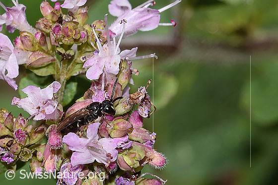 Foto: Wahrscheinlich Gewöhnliche Maskenbiene (Hylaeus communis) auf Echtem Dost (Origanum vulgare). Länge 5mm. Weibchen. Ansicht von schräg vorne.