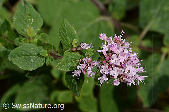 Foto: Echter Dost (Origanum vulgare). Blüten.