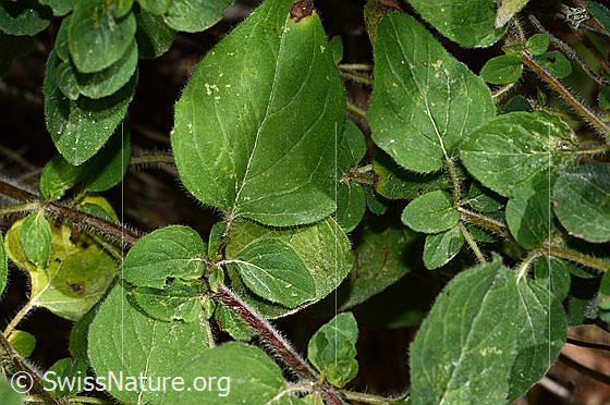 Foto: Echter Dost (Origanum vulgare). Blätter und Stängel.