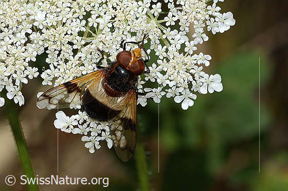 Foto: Gemeine Waldschwebfliege (Volucella pellucens) auf Wilder Möhre (Daucus carota ssp. carota). Ansicht von vorne oben.