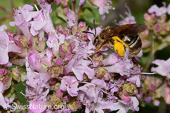 Photo: Probably Lasioglossum leucozonium on Origanum vulgare. Length 8mm. Female. View from the side. Loaded with lots of yellow pollen.
