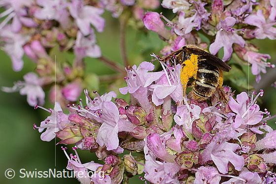 Foto: Wahrscheinlich Weissbinden-Schmalbiene (Lasioglossum leucozonium) auf Echtem Dost (Origanum vulgare). Länge 8mm. Weibchen. Ansicht von hinten. Mit vielen gelben Pollen beladen.