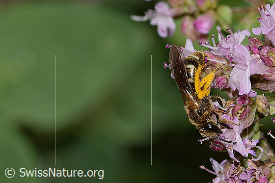 Photo: Probably Lasioglossum leucozonium on Origanum vulgare. Length 8mm. Female. View from the side.