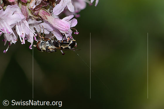 Foto: Gemeine Keulenschwebfliege (Syritta pipiens) auf Echtem Dost (Origanum vulgare). Länge 7mm. Weibchen. Ansicht von der Seite.