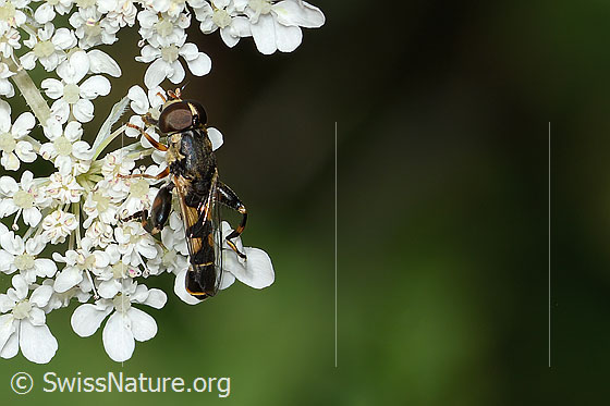 Gemeine Keulenschwebfliege (Syritta pipiens) auf Wilder Möhre (Daucus carota ssp. carota)