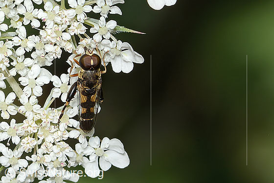 Photo: Syritta pipiens on Daucus carota ssp. carota. Length 7 - 9mm. Male. View from above.