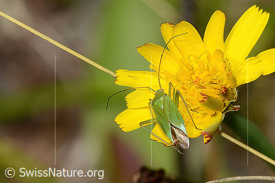 Foto: Grüne Distelwanze (Calocoris affinis) auf Blume. Länge 6.8 - 8.2mm. Ansicht von oben.