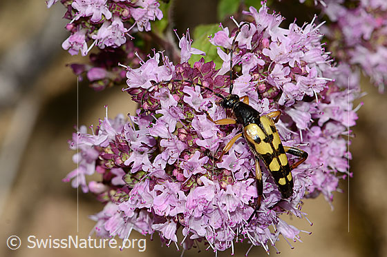 Foto: Gefleckter Schmalbock (Rutpela maculata) auf Echtem Dost (Origanum vulgare). Ansicht von schräg oben.