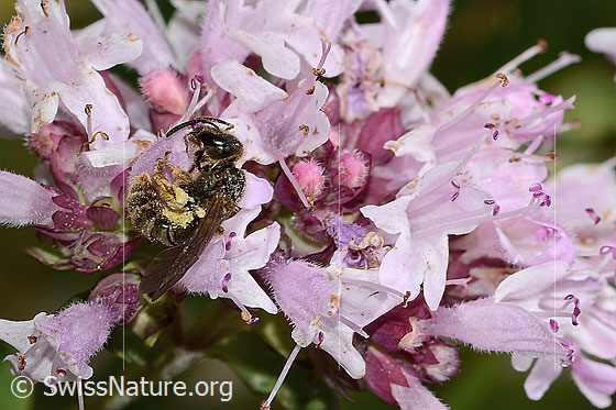 Foto: Wahrscheinlich Weissbinden-Schmalbiene (Lasioglossum leucozonium) auf Echtem Dost (Origanum vulgare). Länge 8mm. Weibchen. Ansicht von der Seite.