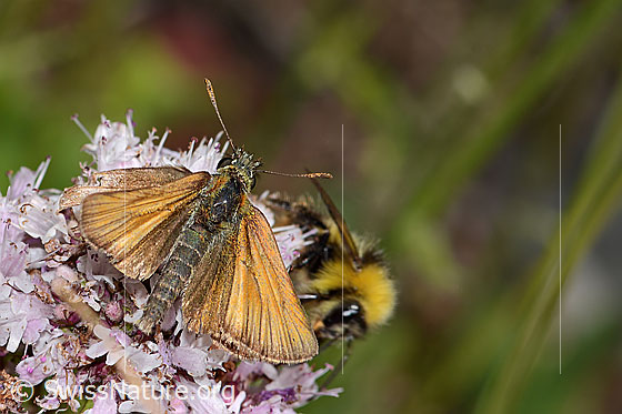 Foto: Braunkolbiger Braundickkopffalter (Thymelicus sylvestris) und Wiesenhummel (Bombus pratorum) an Echtem Dost (Origanum vulgare). Ansicht von oben.