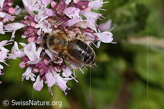Photo: Apis mellifera on Origanum vulgare. View from above.