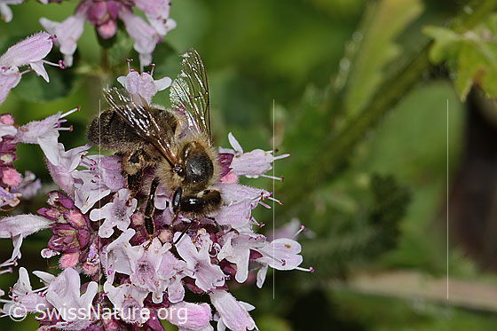 Foto: Westliche Honigbiene (Apis mellifera) an Echtem Dost (Origanum vulgare). Ansicht von seitlich vorne.
