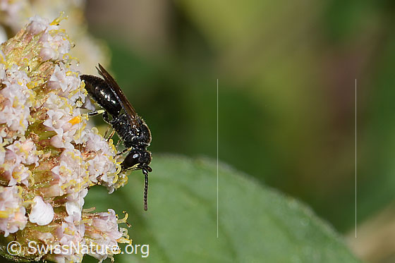 Foto: Wahrscheinlich Gewöhnliche Maskenbiene (Hylaeus communis) an Gemeiner Schafgarbe (Achillea millefolium). Länge 7mm. Weibchen. Ansicht von der Seite.