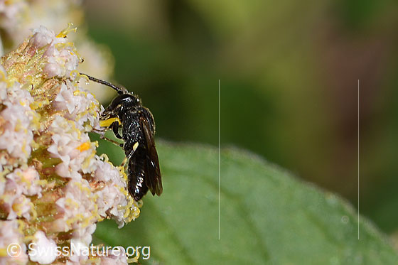 Foto: Wahrscheinlich Gewöhnliche Maskenbiene (Hylaeus communis) an Gemeiner Schafgarbe (Achillea millefolium). Länge 7mm. Weibchen. Ansicht von schräg hinten.