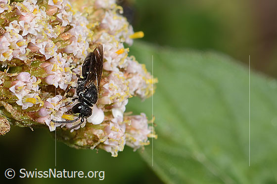 Foto: Wahrscheinlich Gewöhnliche Maskenbiene (Hylaeus communis) an Gemeiner Schafgarbe (Achillea millefolium). Länge 7mm. Weibchen. Ansicht von seitlich oben.