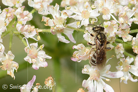 Foto: Dunkelgrüne Schmalbiene (Lasioglossum morio) auf Wilder Möhre (Daucus carota ssp. carota). Länge 6 - 7mm. Weibchen. Ansicht von oben.